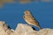 Lark-like bunting at a waterhole