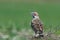 Lark Sparrow