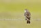 Lark Sparrow on Barbed Wire