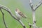 Lark Sparrow on branch