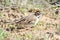 Lark Sparrow Feeding