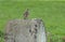 Lark Sparrow Perching on Concrete Slab