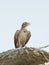 Lark Sparrow sitting on a tree limb on a hot summer day