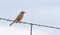 Lark Sparrow on a Wire