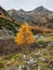 larks forest in sertig valley in davos switzerland. Hiking in the canton of Grisons. Beautiful autumn mountain landscape