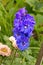 Larkspur blooms in the garden blue vertical frame