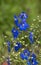 The larkspur Consolida orientalis