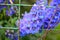 larkspur, delphinium blue flowers Fresh, Wildflower , flowers, green background