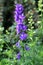 Larkspur or Delphinium perennial flowering plant with tall erect stem full of many purple dolphin shaped flowers surrounded with