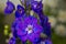 Larkspur/Delphinium, Purple and Blue