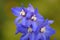 Larkspur, or Delphinium, or Spurrier is a genus of annual and perennial herbaceous plants of the buttercup family. All members of