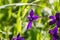 Larkspur Delphinium variegatum wildflowers, California