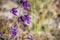 Larkspur Delphinium variegatum wildflowers, California