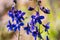 Larkspur Delphinium variegatum wildflowers, San Francisco bay area, California