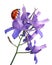 Larkspur flower