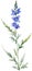 Larkspur flower, Watercolor painting of a larkspur flower. AI-Generated.