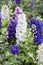 Larkspur flowers, Delphinium elatum