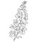 larkspur line drawing, botanical leaf branch collection isolated on white, delphinium coloring page and books.