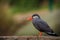 Larosterna inca bird in nature park