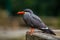 Larosterna inca bird in nature park