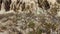 Larrea Tridentata Leaf - El Paso Mtns - 102722