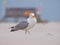 Larus argentatus, Herring gull on a wind blown beach