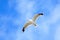 Larus canus, Common Gull
