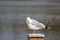 Larus canus Common Gull standing on a pillar