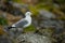 Larus canus. Norway`s wildlife. Beautiful picture. From the life of birds. Free nature. Runde Island in Norway. Scandinavian wildl