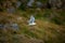 Larus canus. Norway`s wildlife. Beautiful picture. From the life of birds. Free nature. Runde Island in Norway. Scandinavian wildl