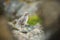 Larus canus. Norway`s wildlife. Beautiful picture. From the life of birds. Free nature. Runde Island in Norway. Scandinavian wildl