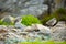 Larus canus. Norway`s wildlife. Beautiful picture. From the life of birds. Free nature. Runde Island in Norway. Scandinavian wildl