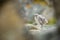 Larus canus. Norway`s wildlife. Beautiful picture. From the life of birds. Free nature. Runde Island in Norway. Scandinavian wildl