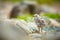 Larus canus. Norway`s wildlife. Beautiful picture. From the life of birds. Free nature. Runde Island in Norway. Scandinavian wildl