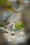 Larus canus. Norway`s wildlife. Beautiful picture. From the life of birds. Free nature. Runde Island in Norway. Scandinavian wildl