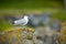 Larus canus. Norway`s wildlife. Beautiful picture. From the life of birds. Free nature. Runde Island in Norway. Scandinavian wildl