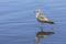 Larus delawarensis, Ring billed gull on wet sand.