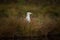 Larus fuscus. Photographed in Finland. Wildlife of Finland. Free nature.