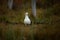 Larus fuscus. Photographed in Finland. Wildlife of Finland. Free nature.