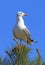 Larus heuglini. Larus heuglini Heuglin& x27;s Gull perched on a pine