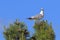 Larus heuglini. Larus heuglini Heuglins Gull perched on a pine