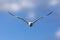 Larus heuglini. Seagull flying among the clouds