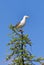 Larus heuglini. Siberian Black-backed Gull on a Sunny morning on