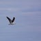 Larus Marinus