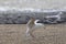 Larus marinus - A seagull lands on a pier by the sea. Wild photo