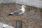 Larus michahellis italian bird, Yellow-legged Gull on wooden bricole in Chioggia town