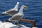 Larus michahellis. Mediterranean Seagull close-up