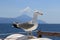 Larus michahellis. Mediterranean Seagull close-up on the background of the coastline