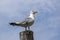 Larus michahellis, Yellow-legged gull, blue sky