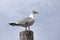 Larus michahellis, Yellow-legged gulls on wooden bricole against blue sky